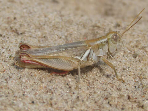 Image of Narrow-winged Spur-throat Grasshopper