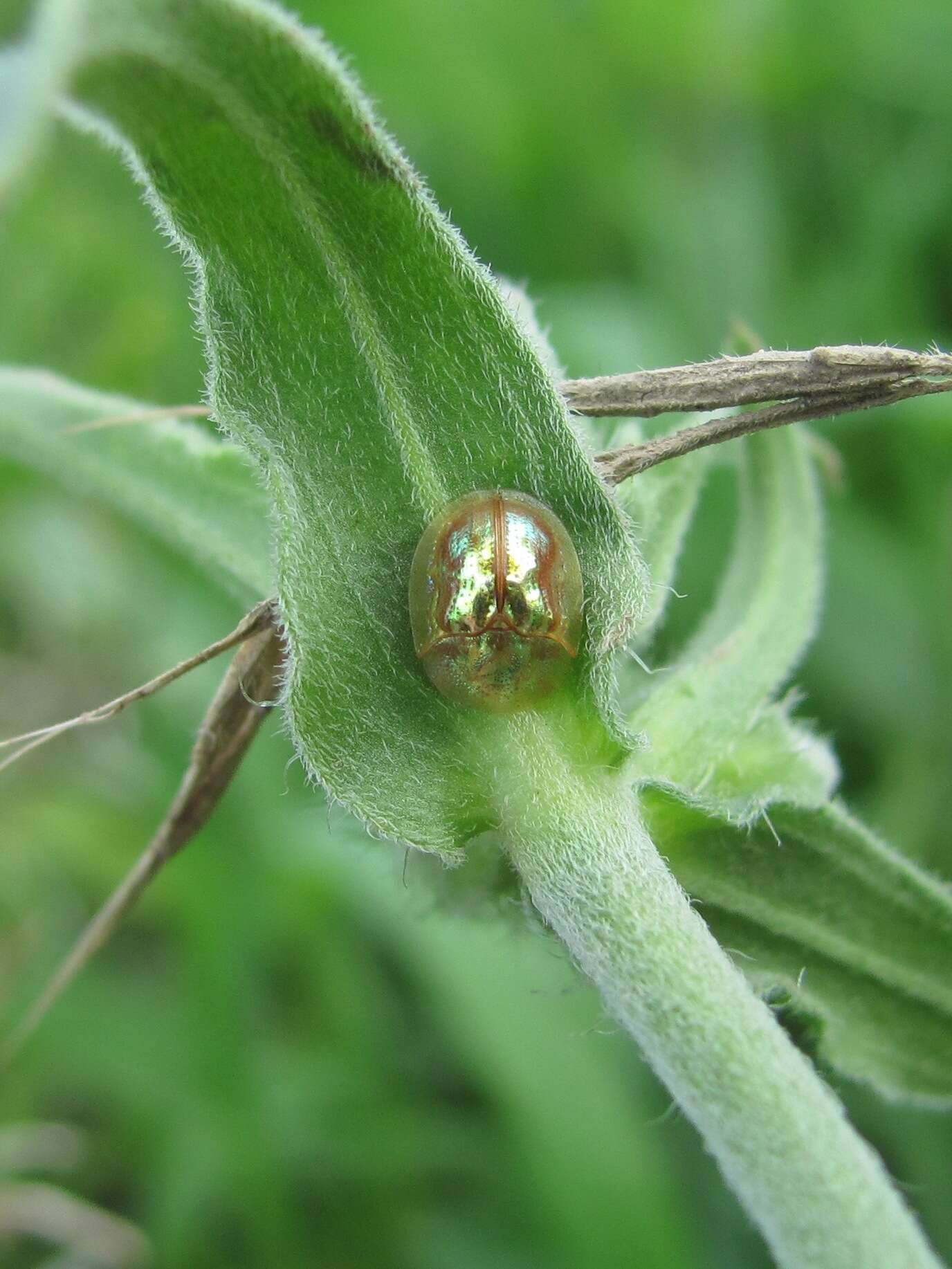 Plancia ëd Cassida (Mionycha) subreticulata Suffrian 1844