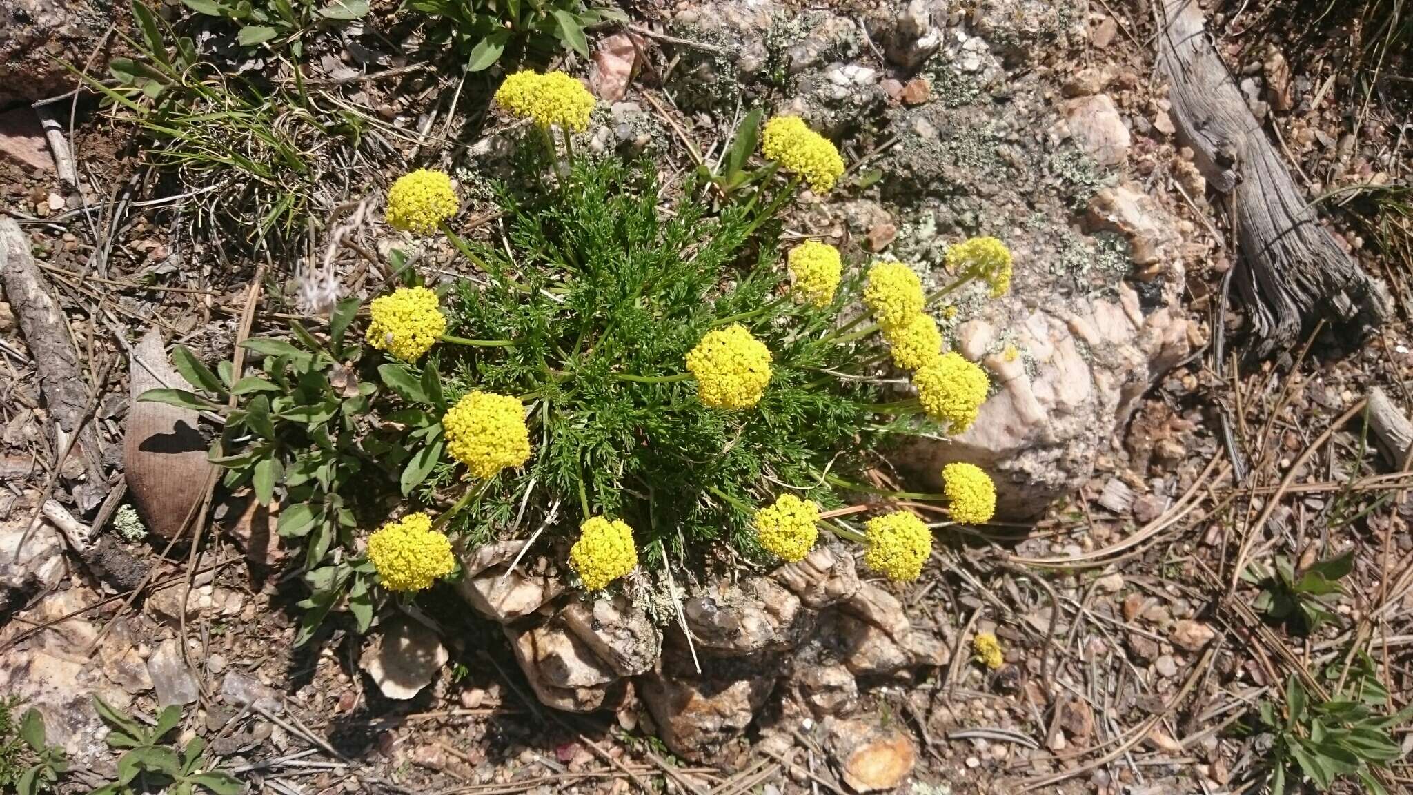 Image of slender wildparsley