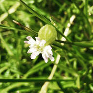 Image of Silene morrisonmontana (Hayata) Ohwi & H. Ohashi