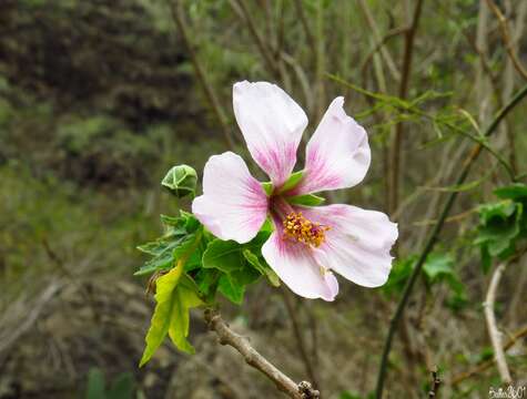 Image of Malva acerifolia (Cav.) Alef.