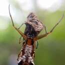 Image of Micrathena quadriserrata F. O. Pickard-Cambridge 1904