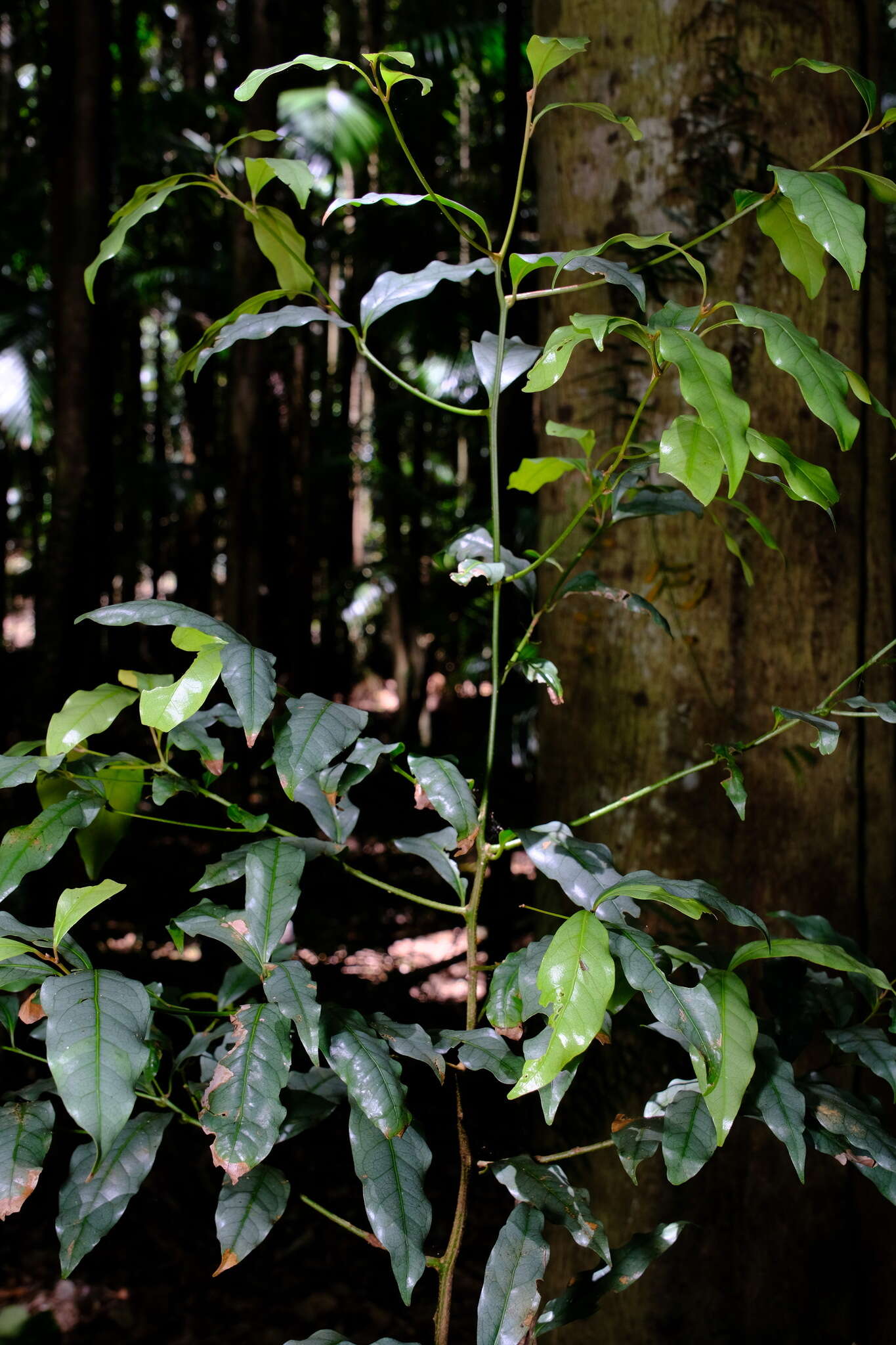 Image of Beilschmiedia elliptica C. T. White