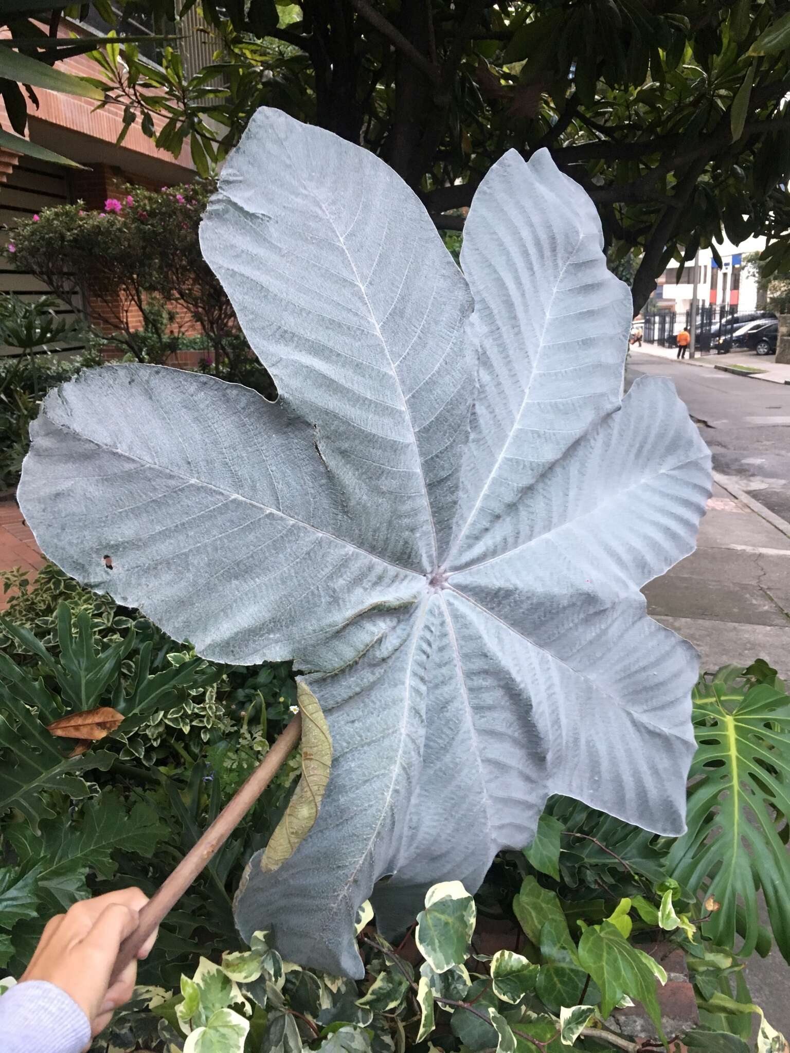 Cecropia telenitida Cuatrec.的圖片