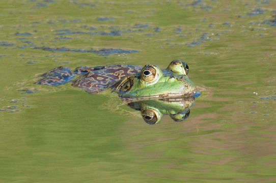Image of American Bullfrog
