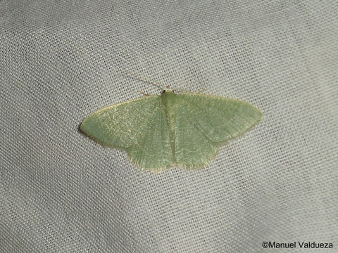 Image of <i>Chlorissa etruscaria</i> Zeller 1849