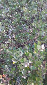 Image of woollyleaf manzanita