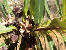 Image of Xanthostemon verticillatus (C. T. White & Francis) L. S. Smith