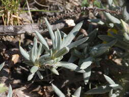 Image of Helianthemum syriacum (Jacq.) Dum.-Courset