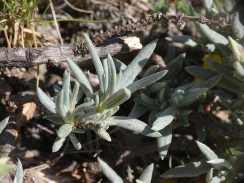 Helianthemum syriacum (Jacq.) Dum.-Courset resmi