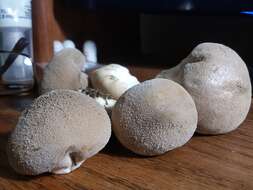 Image de Lycoperdon molle Pers. 1801