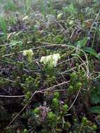 Image of Yellow Mountain-Heath