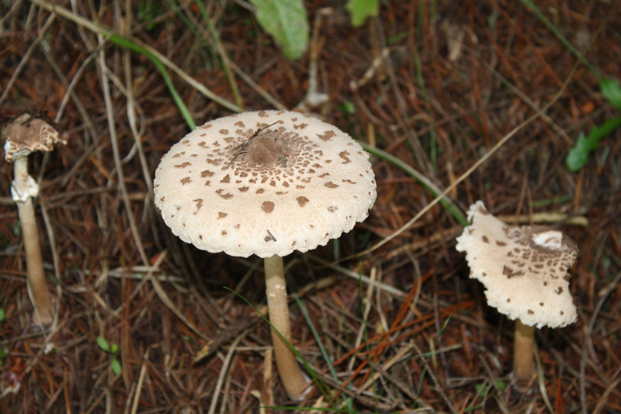 Image of Macrolepiota clelandii Grgur. 1997