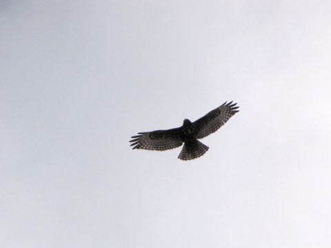 Image of <i>Buteo jamaicensis harlani</i> (Audubon 1830)