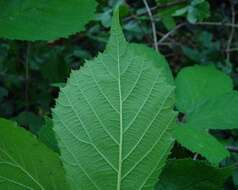 Image of Rubus amplificatus Lees