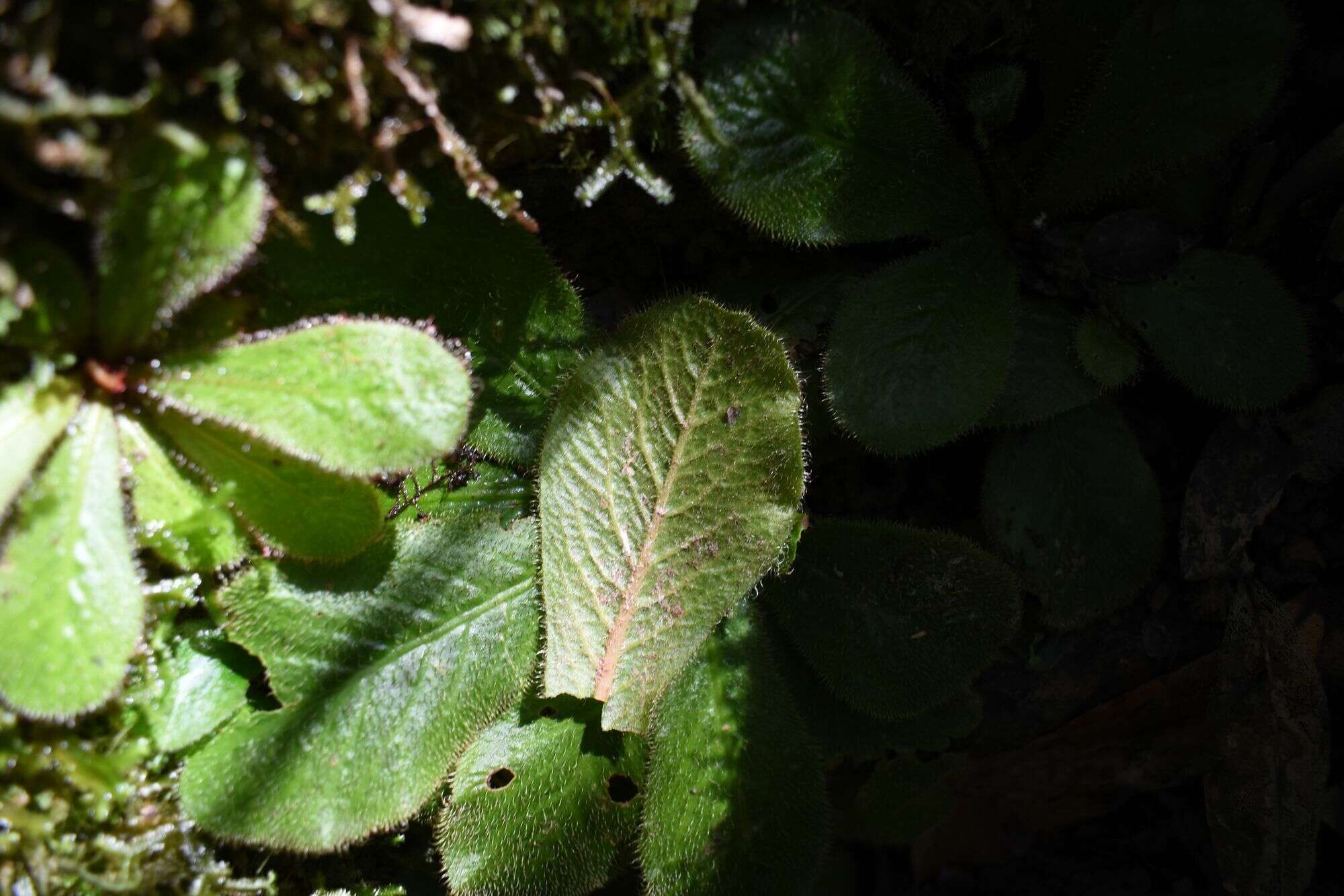 Image of Sundew