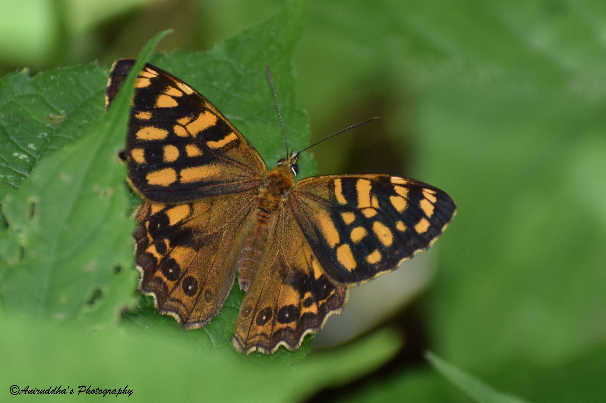 Image of Rhaphicera moorei Butler 1867