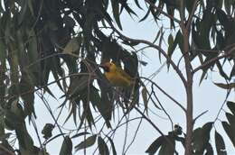 Image of Bertram's Weaver