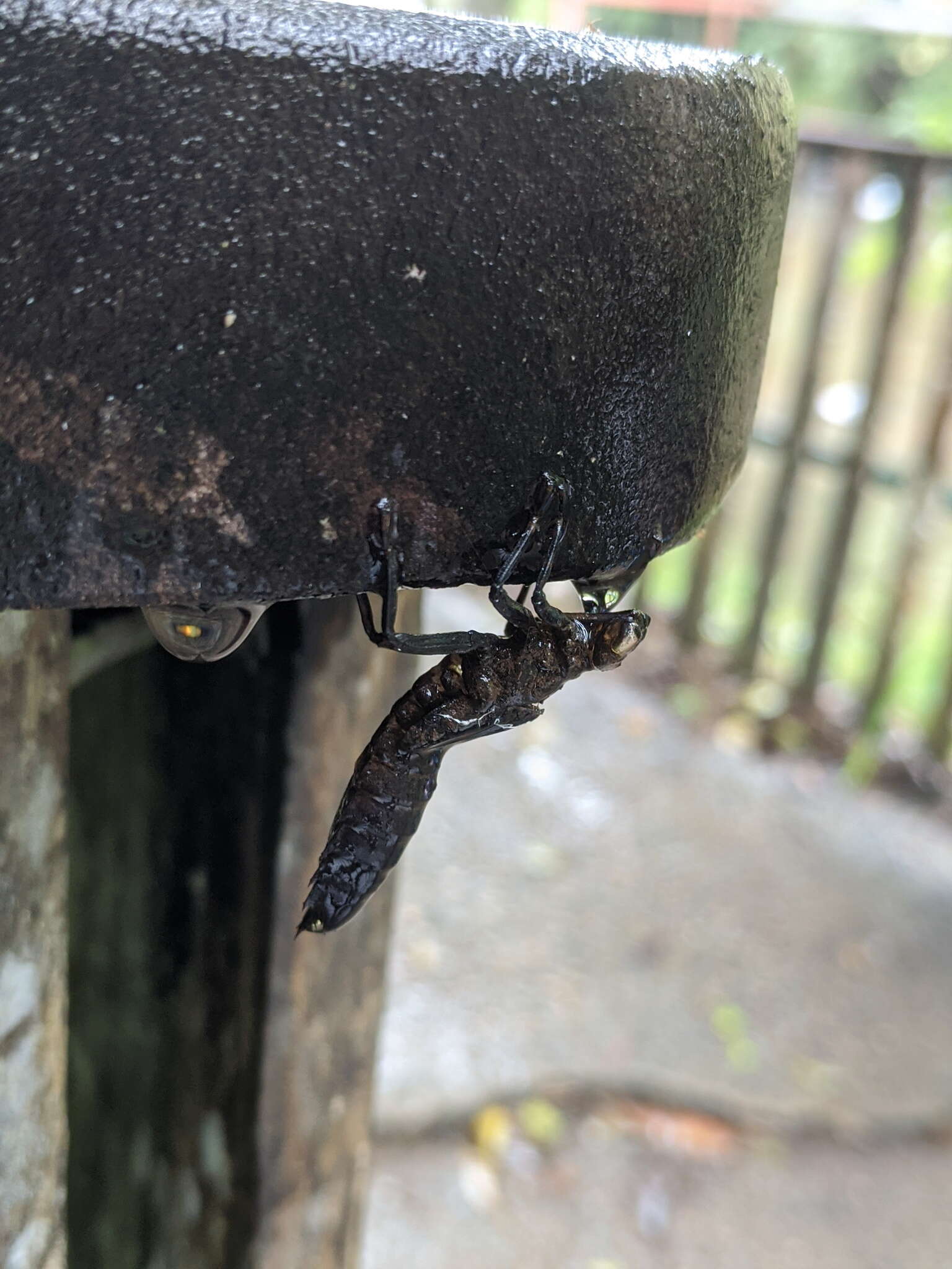 Image of Tropical Cascade Darner