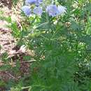 Imagem de Polemonium foliosissimum var. molle (Greene) Anway