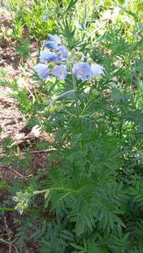 Image of towering Jacob's-ladder