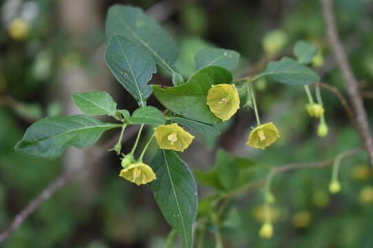 Image de Capsicum rhomboideum (Dun.) Kuntze