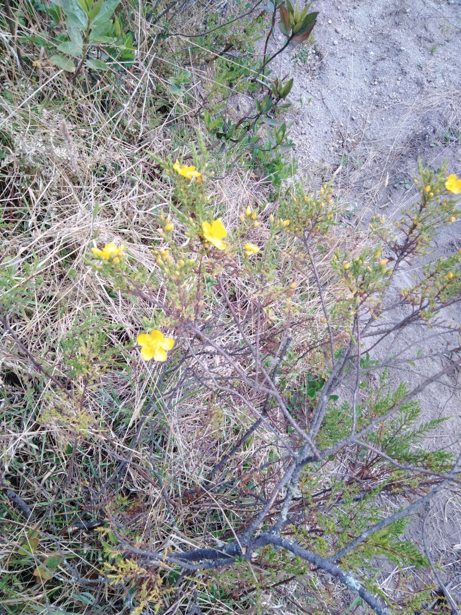 Image de Hypericum laricifolium Juss.