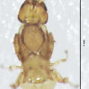 Image of Fig wasp