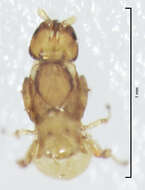 Image of Fig wasp
