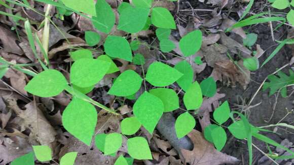 Image of Amphicarpaea bracteata (L.) Fernald