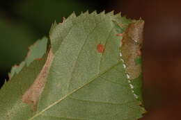 Image of Parornix quadripunctella (Clemens 1861)