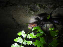 Image of Koadaikanal Bush Frog