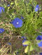 Image of Brazilian dwarf morning-glory