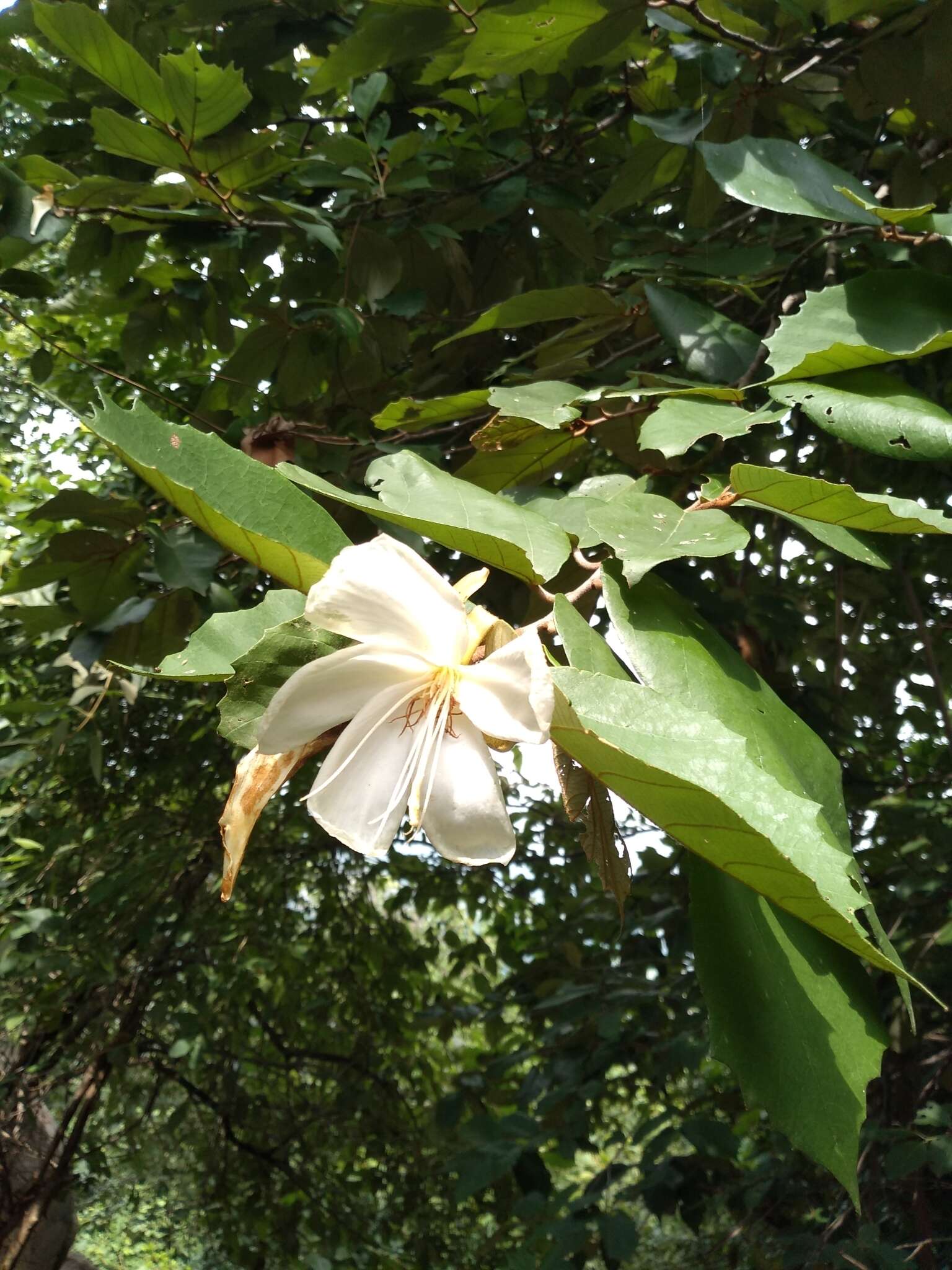 Image de Pterospermum xylocarpum (Gaertn.) Santapau & Wagh