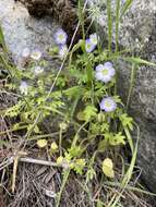 Image of Kirtley's nemophila