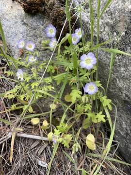 Слика од Nemophila kirtleyi Hend.