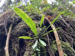 Imagem de Asplenium ensiforme Wall.