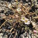 Image of bird's-eye gilia