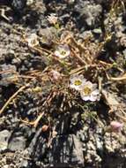 Image of bird's-eye gilia