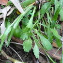 Image of Brachyscome diversifolia (Hook.) Fischer & C. Meyer