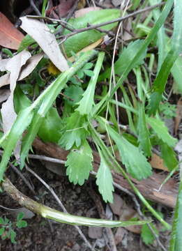 صورة Brachyscome diversifolia (Hook.) Fischer & C. Meyer