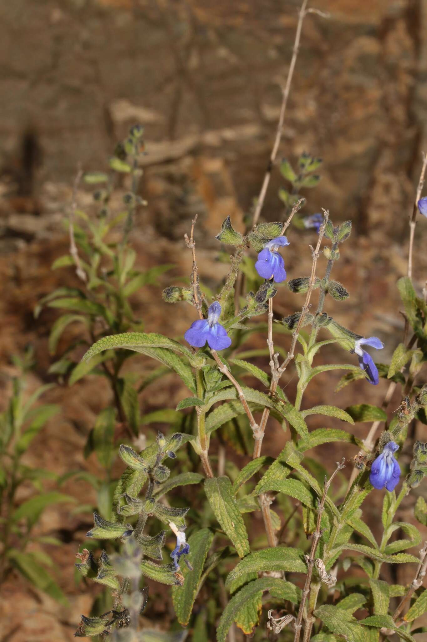 Image of Salvia sucrensis J. R. I. Wood