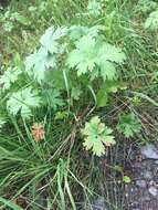 Imagem de Geranium erianthum DC.