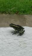 Image of Yellow-striped Poison Frog