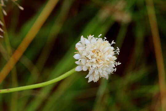 Image of Mock scabious