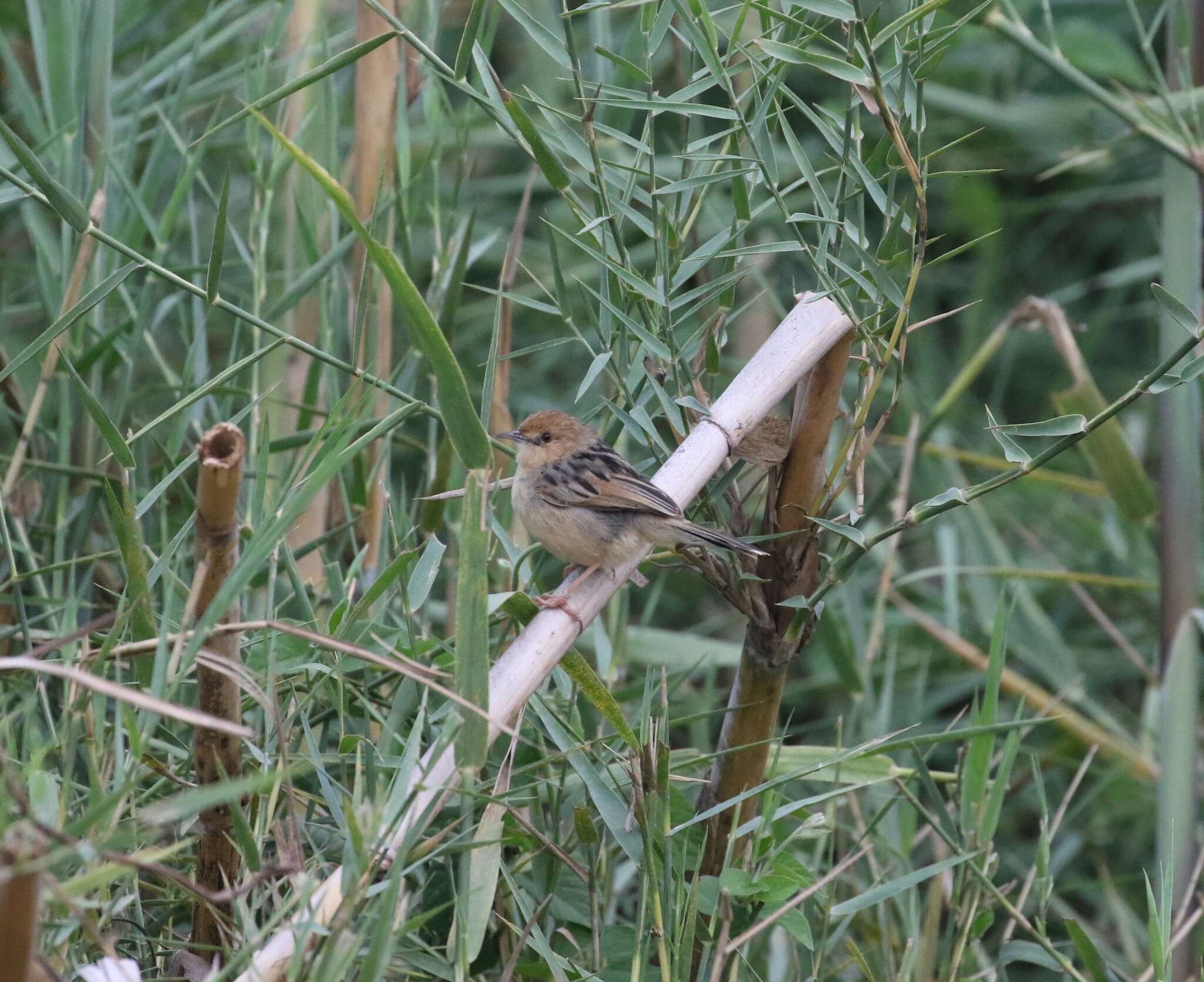 Image of Chirping Cisticola