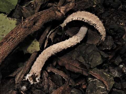 Imagem de Psathyrella asperospora (Cleland) Guzmán, Bandala & Montoya 1991