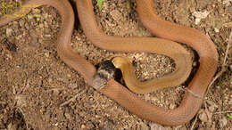 Image of Chinese Many-tooth Snake