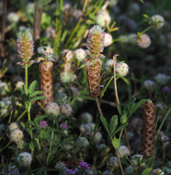 Image of Labillardiere's clover