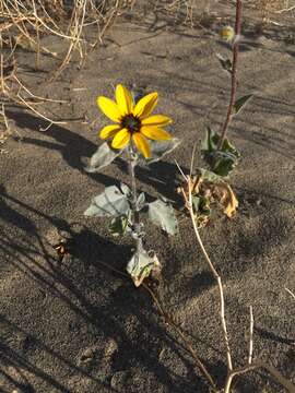 Image of showy sunflower